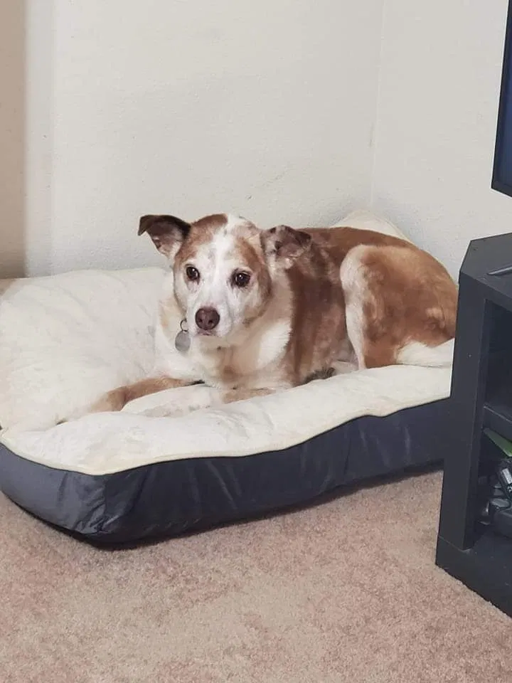 Lost dog in Conroe, TX, 77301