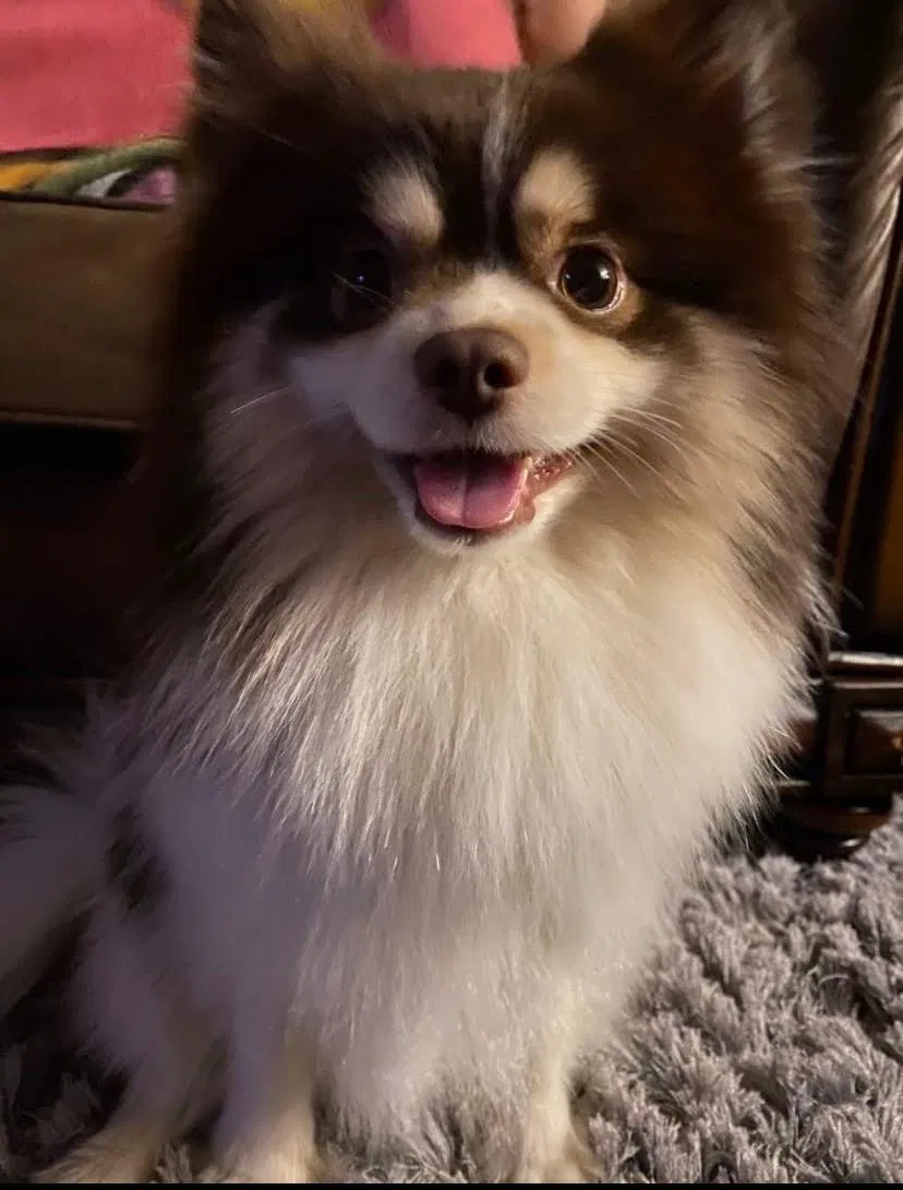 Lost dog in Indianapolis, IN, 46205