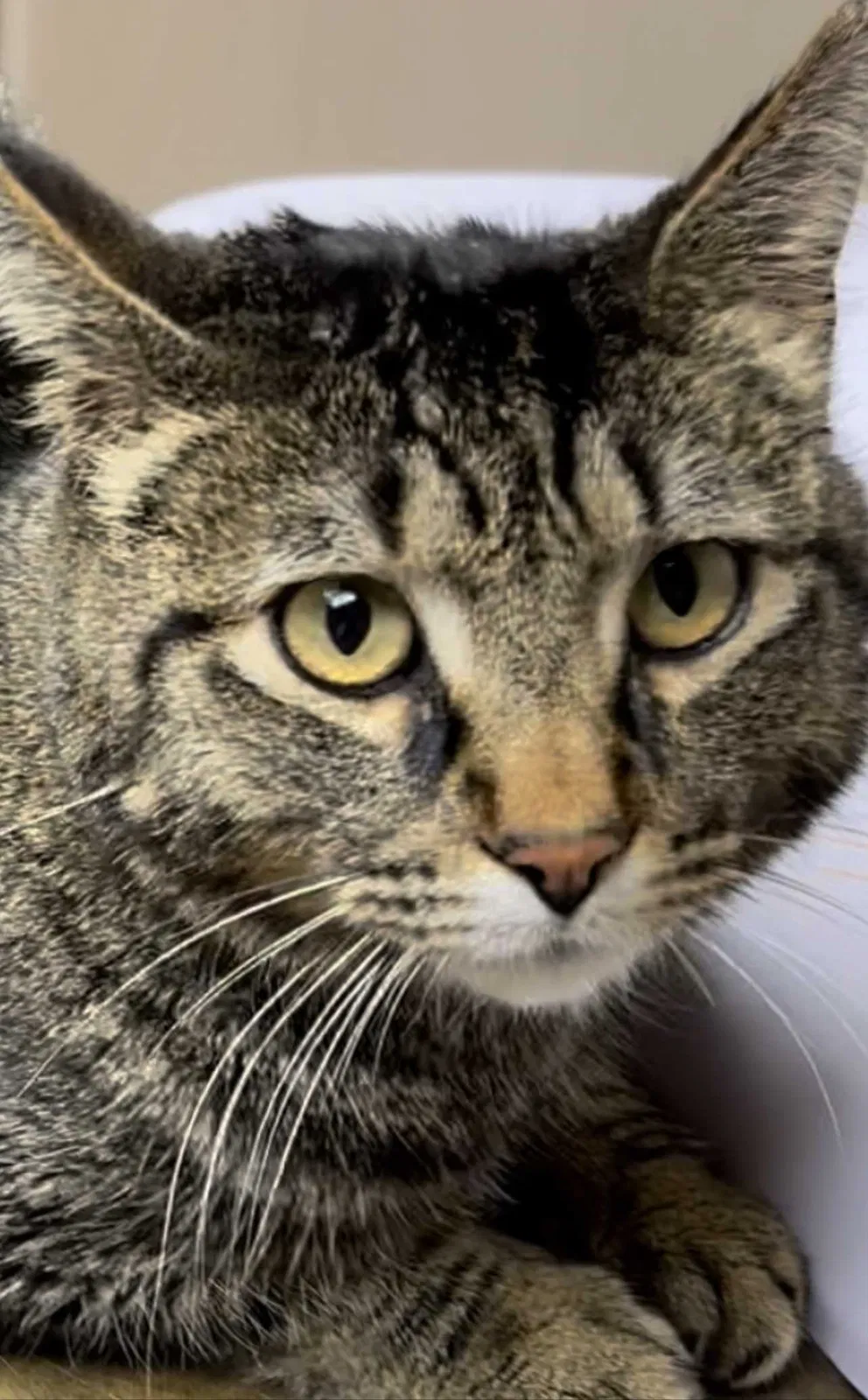 Lost cat in Kearney, MO, 64060