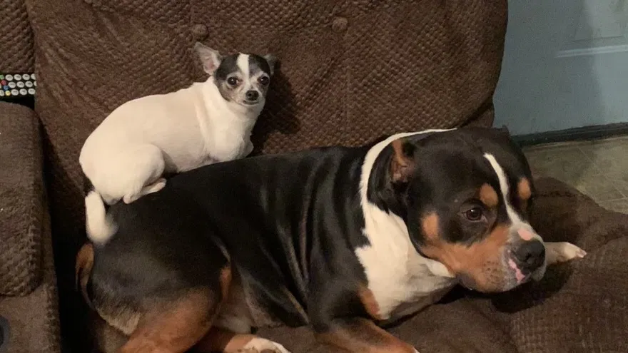 Lost dog in Knoxville, TN, 37917