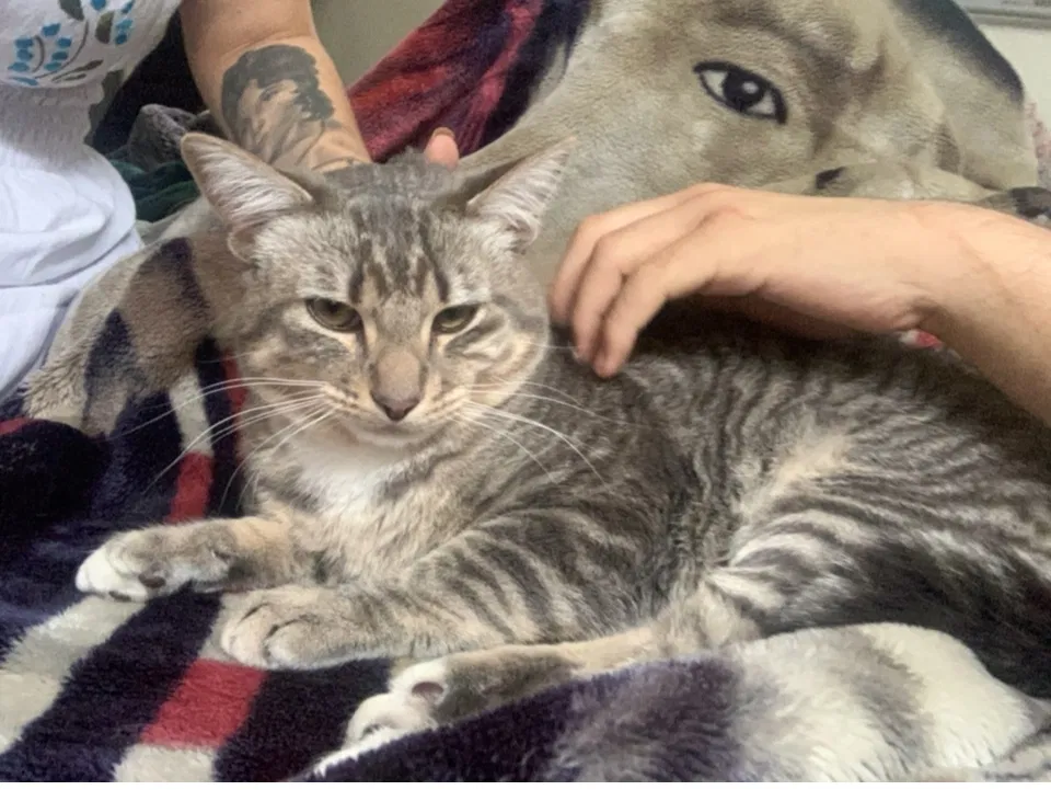Lost cat in Glendora, CA, 91740