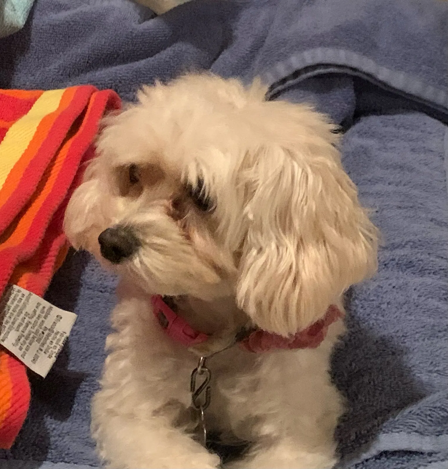 Lost dog in Clearwater, FL, 33765