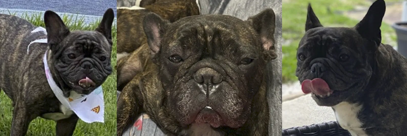 Lost dog in Mobile, AL, 36608