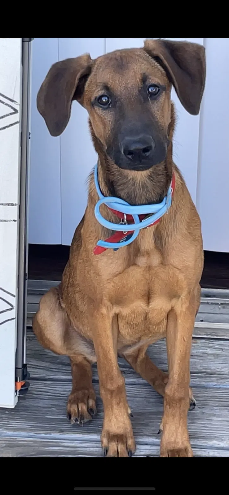 Lost dog in San Antonio, TX, 78227