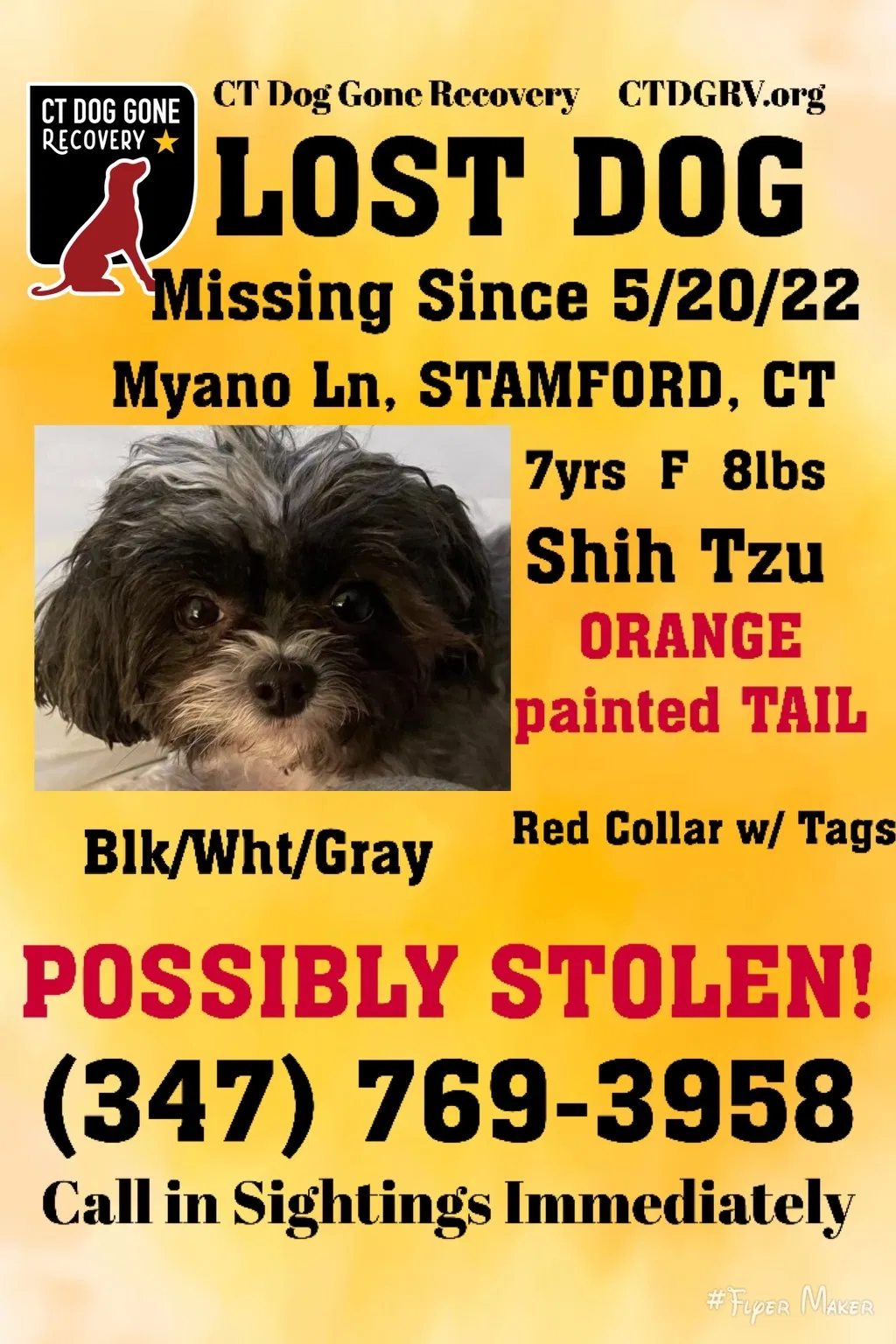 Lost dog in Stamford, CT, 6902