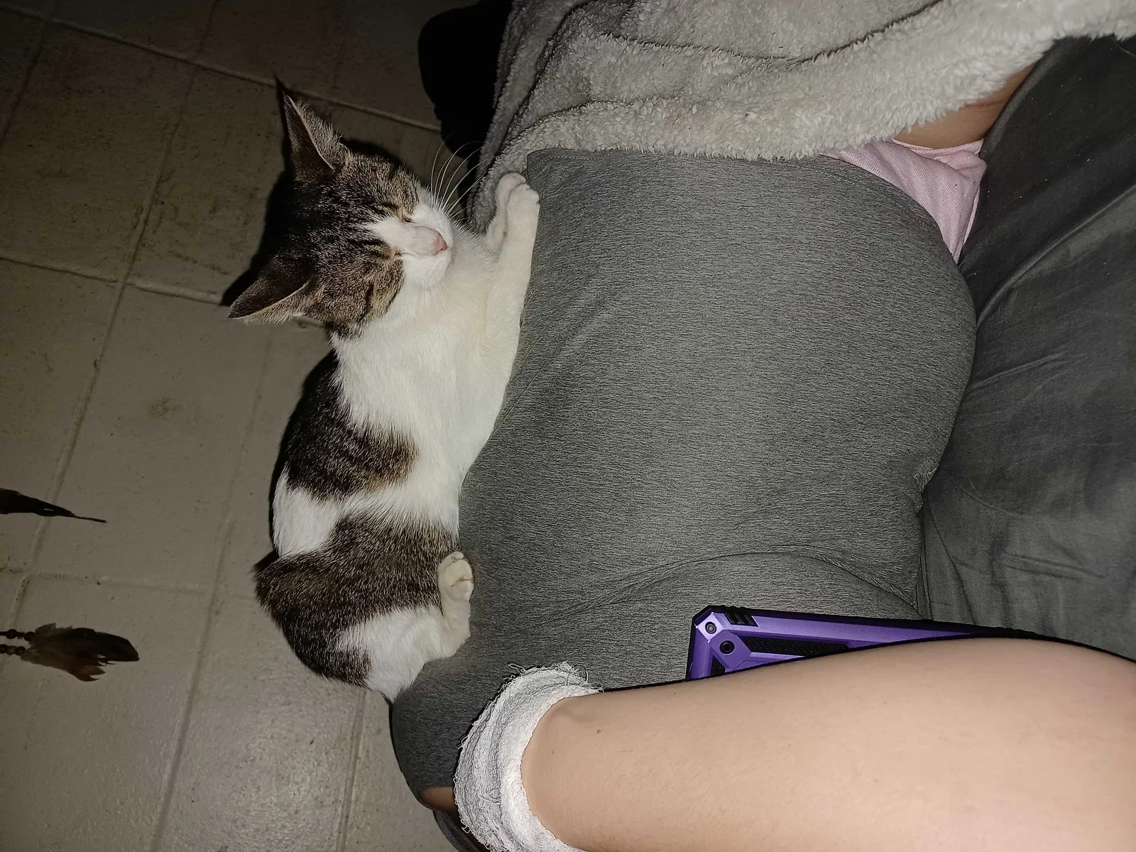 Lost cat in Lancaster, OH, 43130