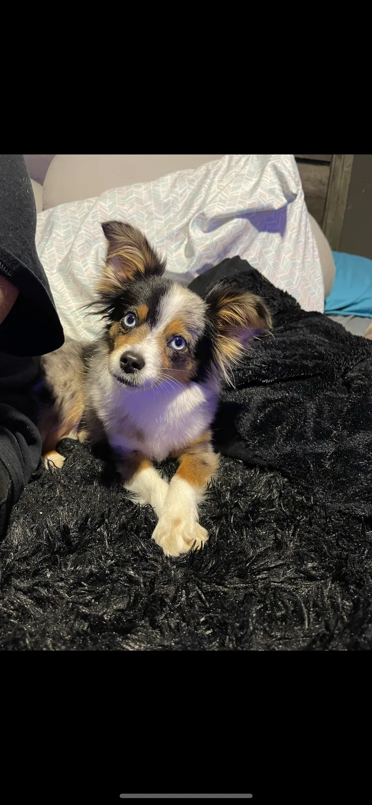 Lost dog in Hot Springs National Park, AR, 71913