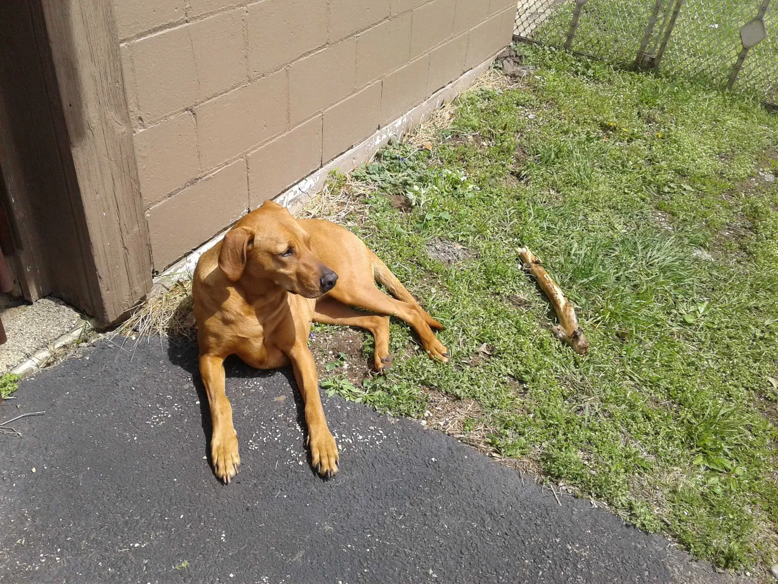 Lost dog in Rockford, IL, 61108