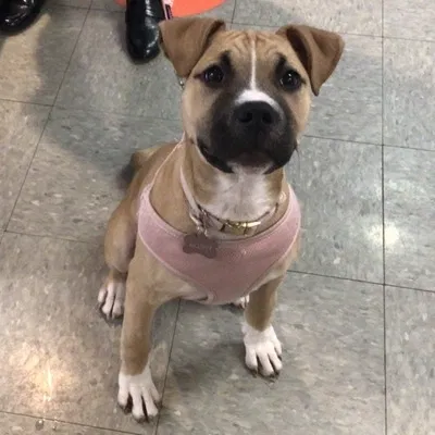 Lost dog in Melrose Park, IL, 60160