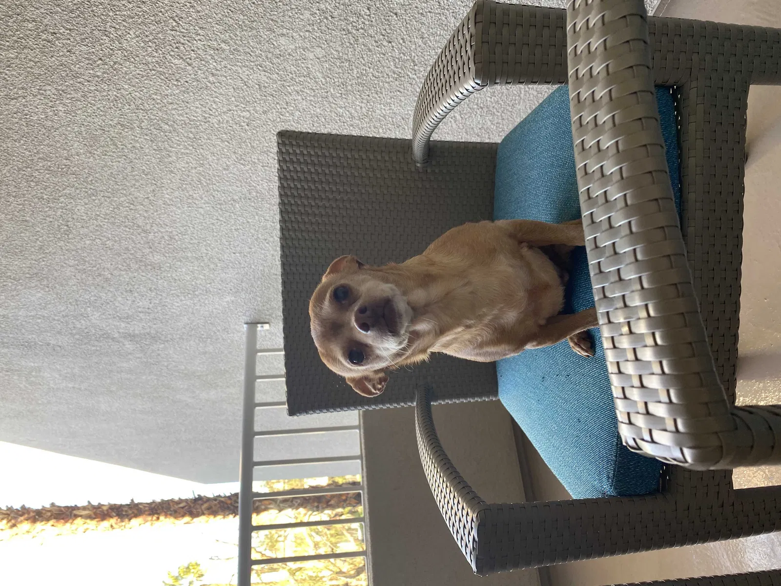 Lost dog in Norwalk, CA, 90650