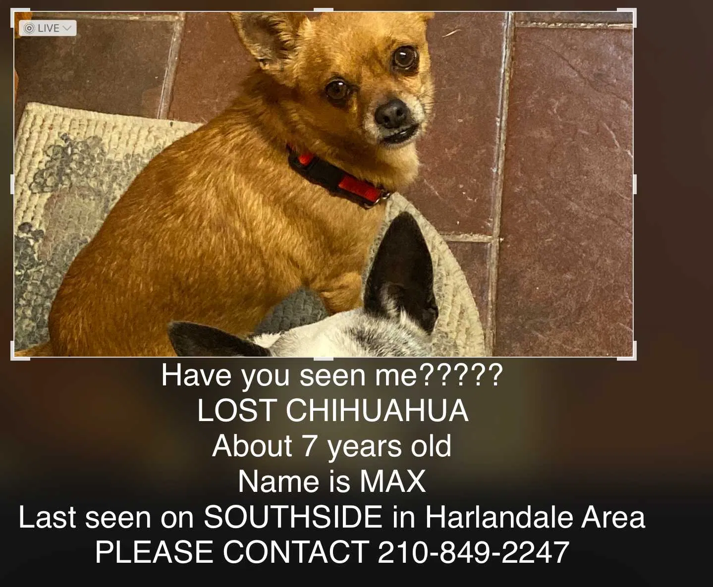 Lost dog in San Antonio, TX, 78214