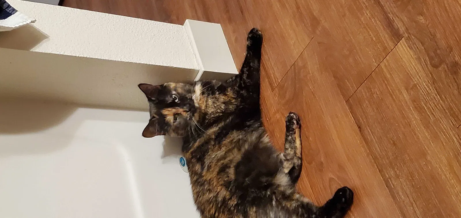 Lost cat in Portland, OR, 97239