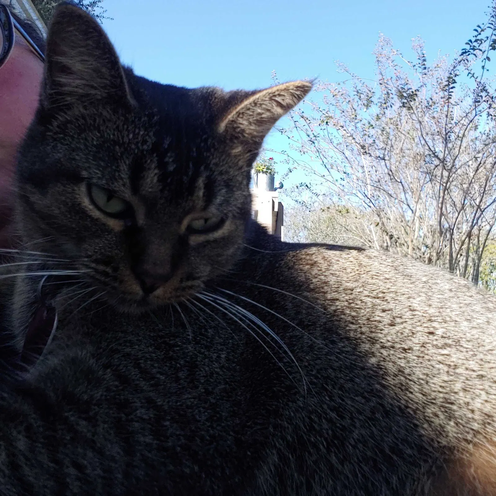 Lost cat in Katy, TX, 77493