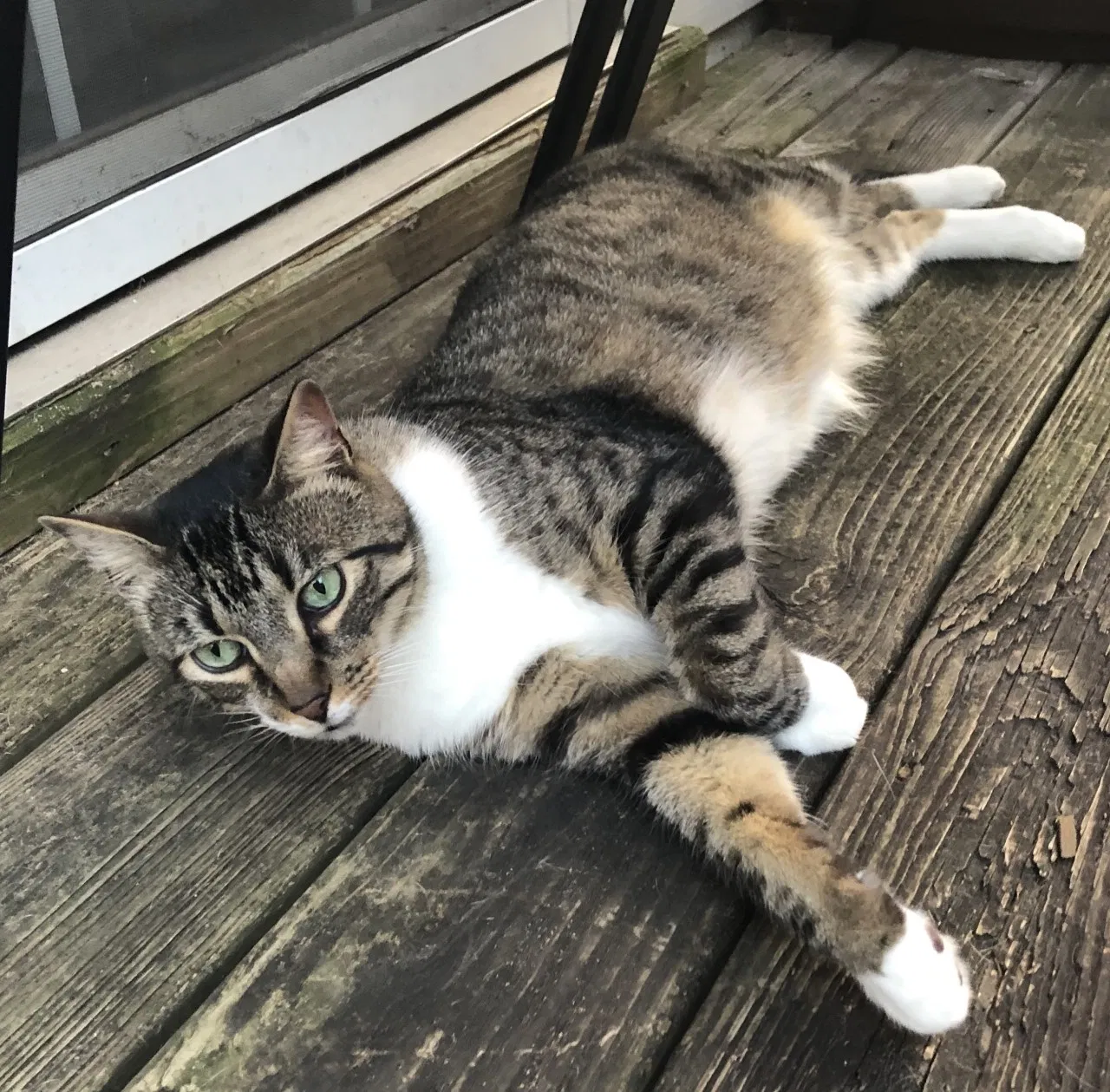 Lost cat in Franklin, TN, 37067