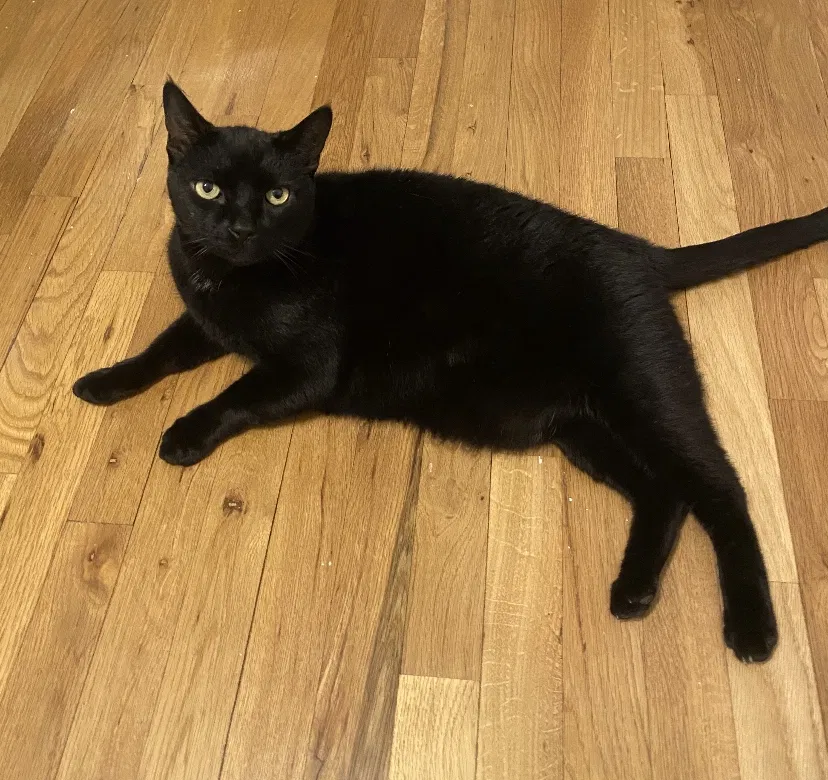 Lost cat in New Hyde Park, NY, 11040