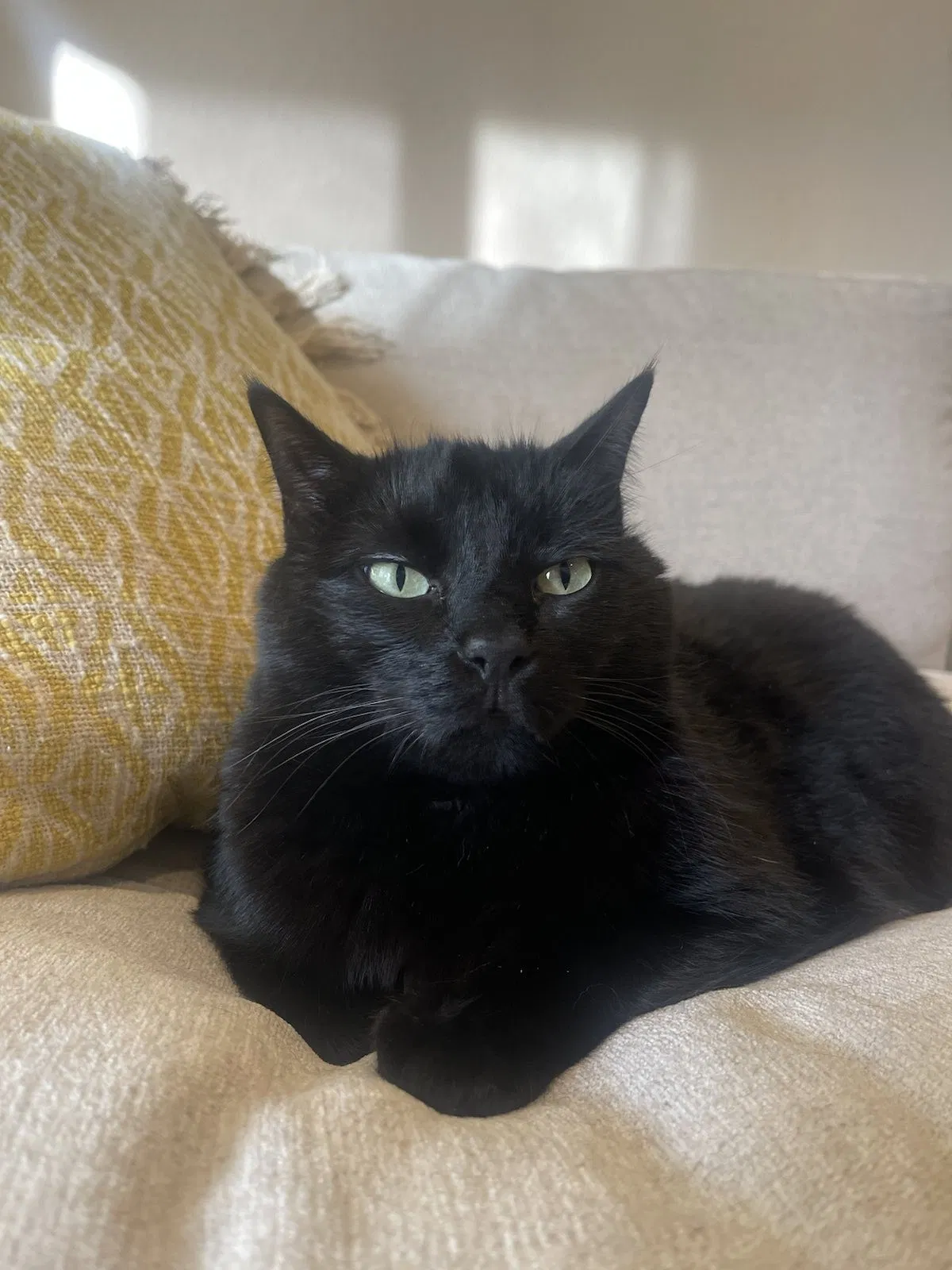 Lost cat in Mission Viejo, CA, 92691