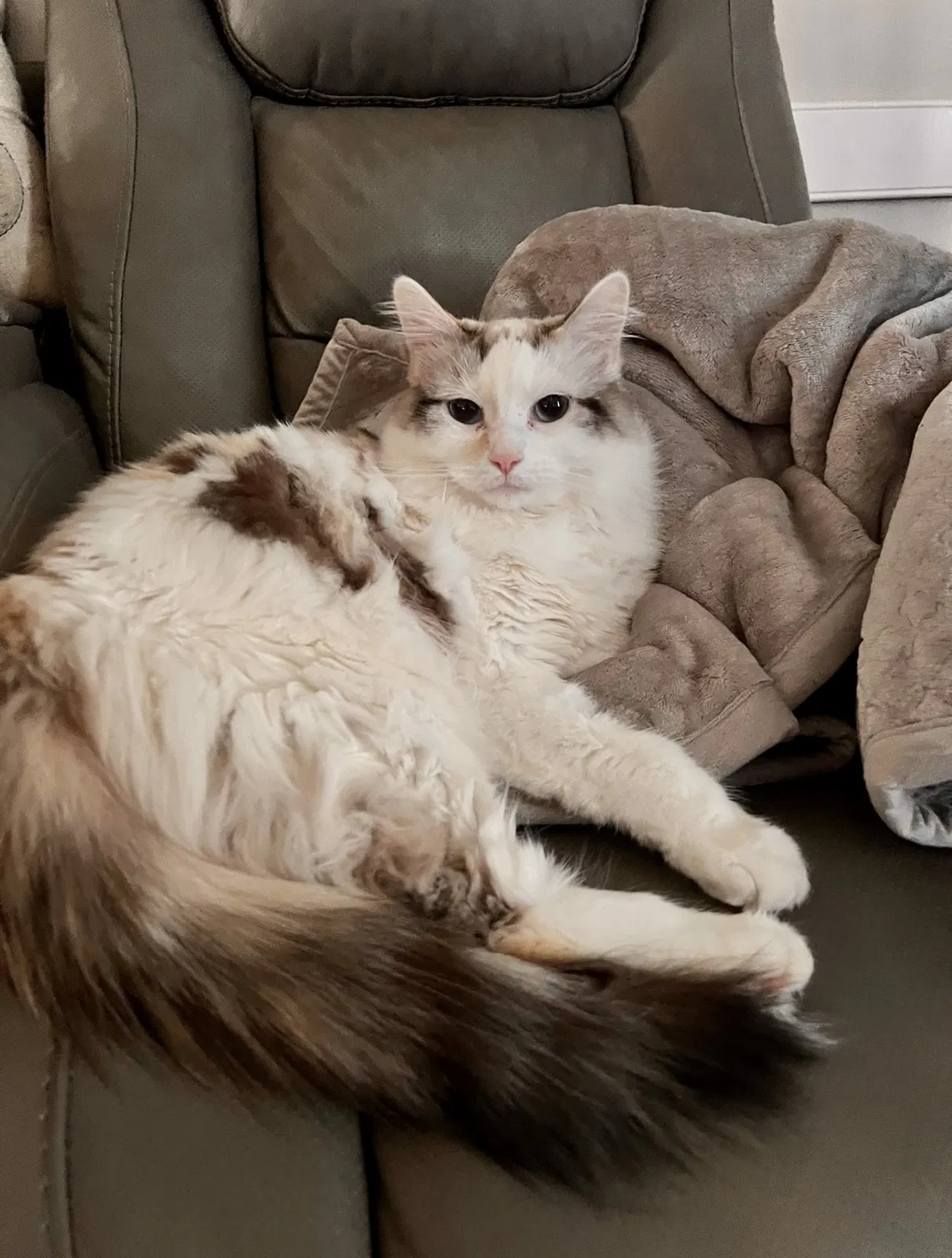 Lost cat in Greenback, TN, 37742