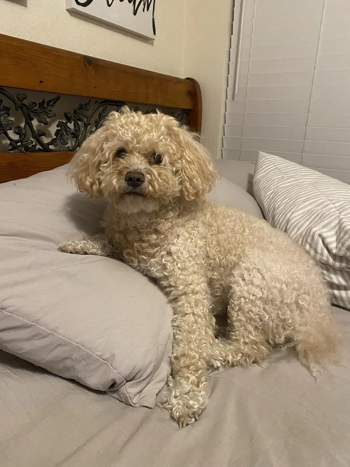 Lost dog in Turlock, CA, 95382