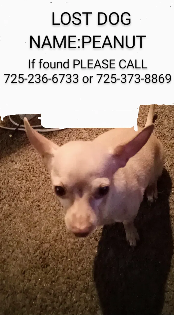 Lost dog in Las Vegas, NV, 89149