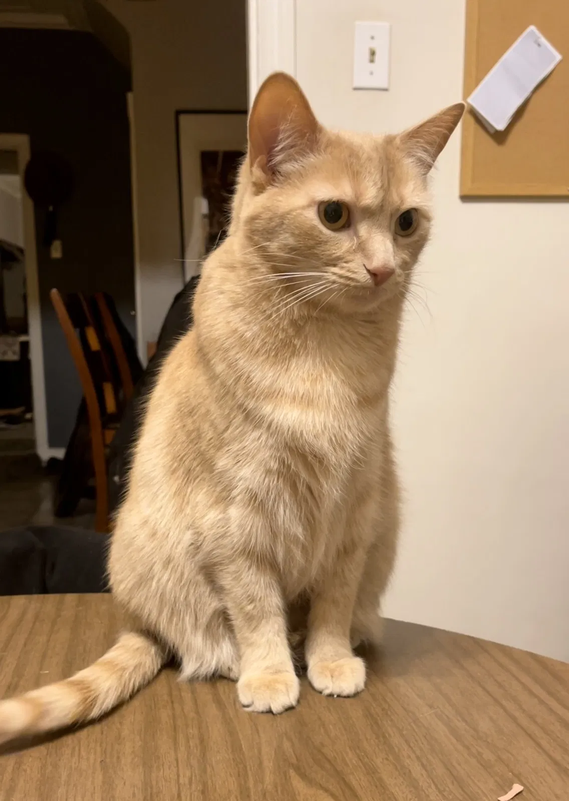 Lost cat in Pittsburgh, PA, 15224