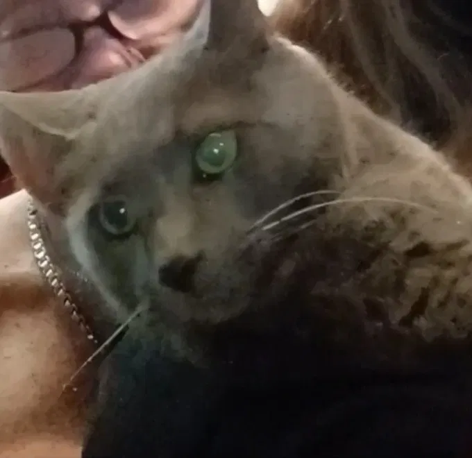 Lost cat in Hellertown, PA, 18055