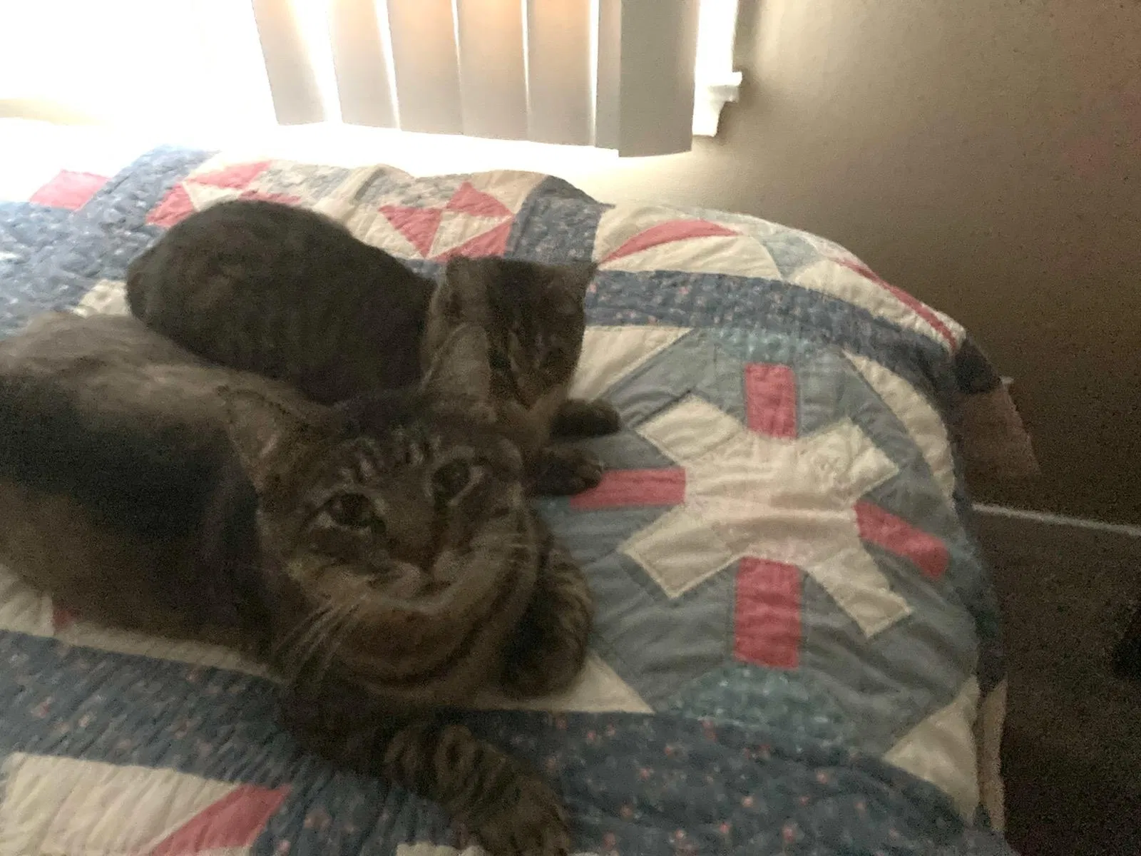 Lost cat in Champlin, MN, 55316