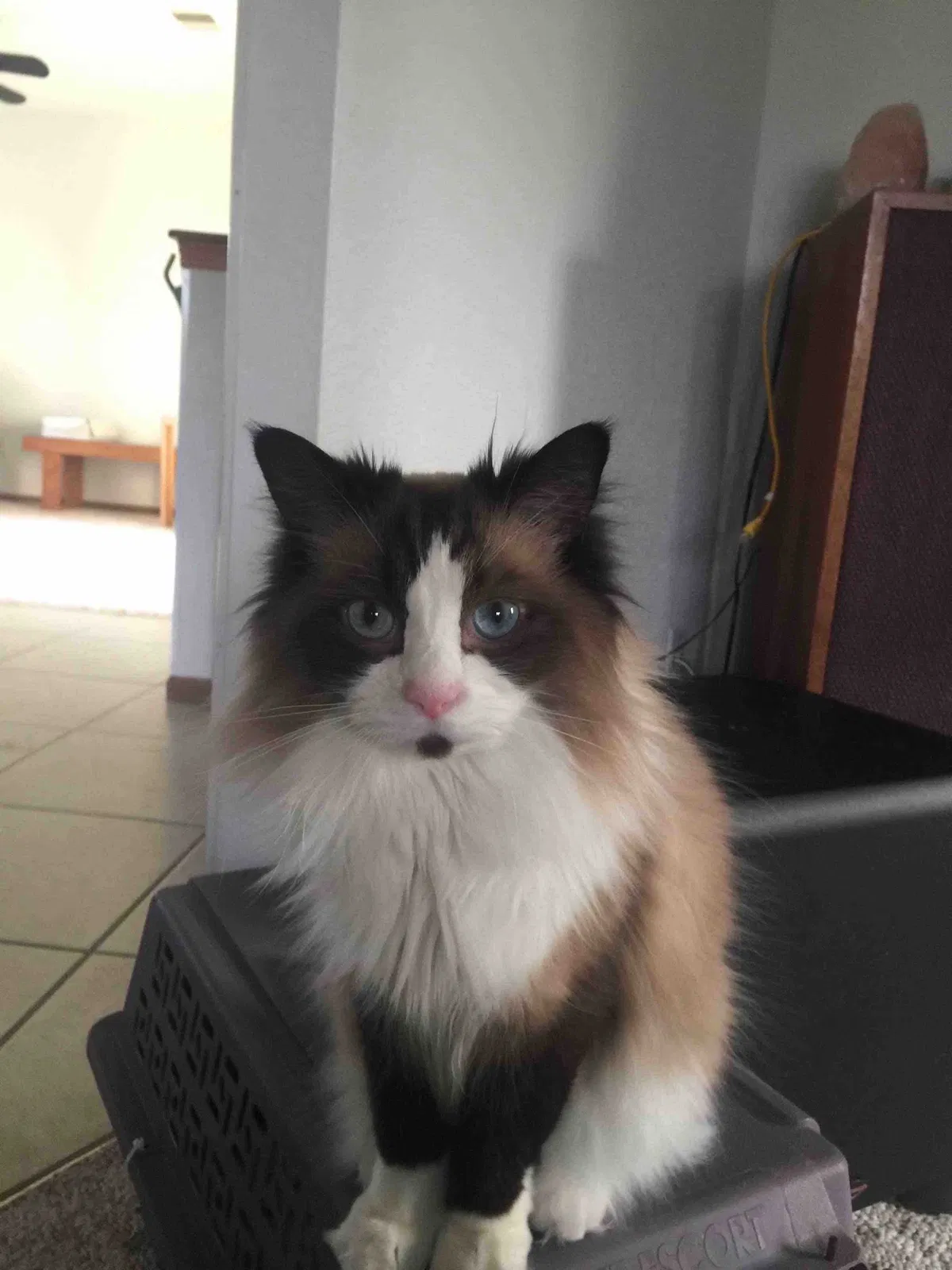 Lost cat in Franklin, WI, 53132