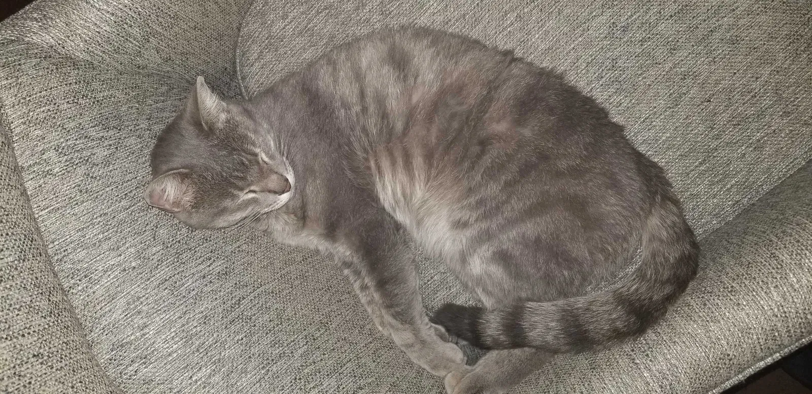 Lost cat in Las Vegas, NV, 89121