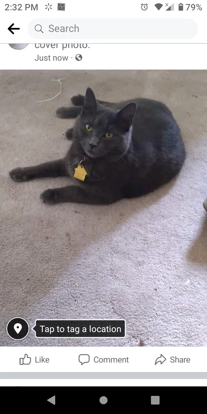 Lost cat in Ellenville, NY, 12428