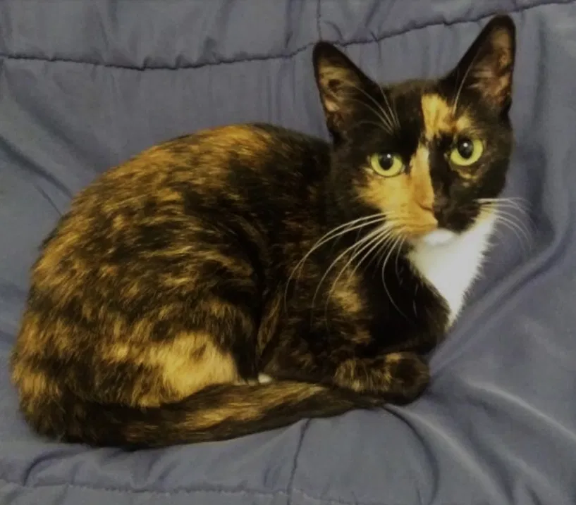 Lost cat in Chicago, IL, 60639