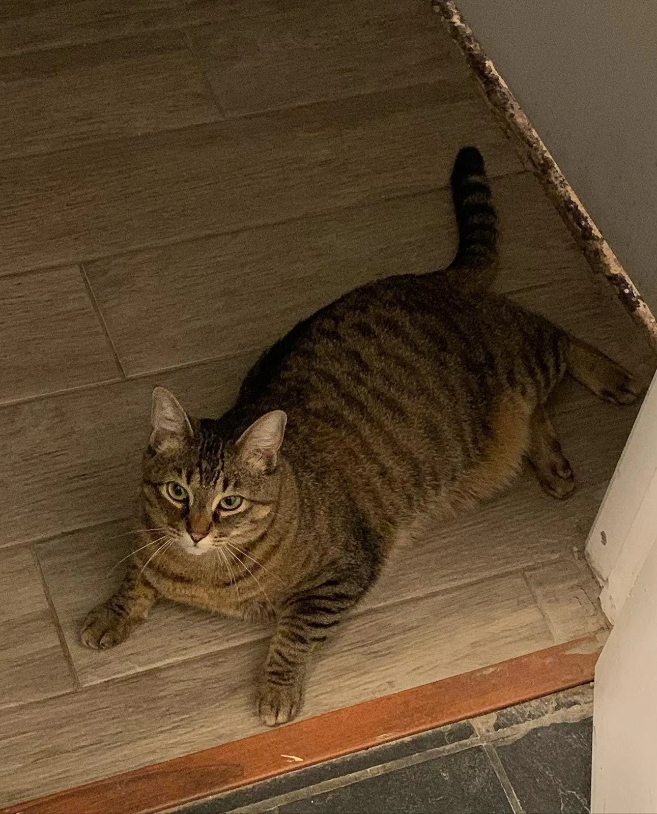 Lost cat in Antelope, CA, 95843