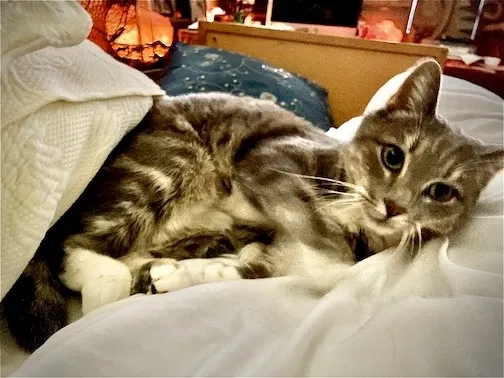 Lost cat in Ventura, CA, 93003