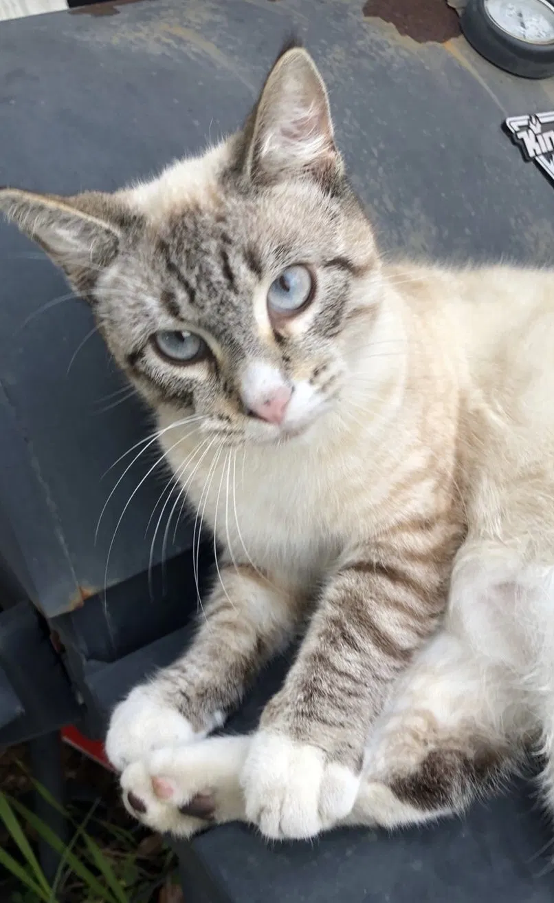 Lost cat in Lake City, FL, 32055