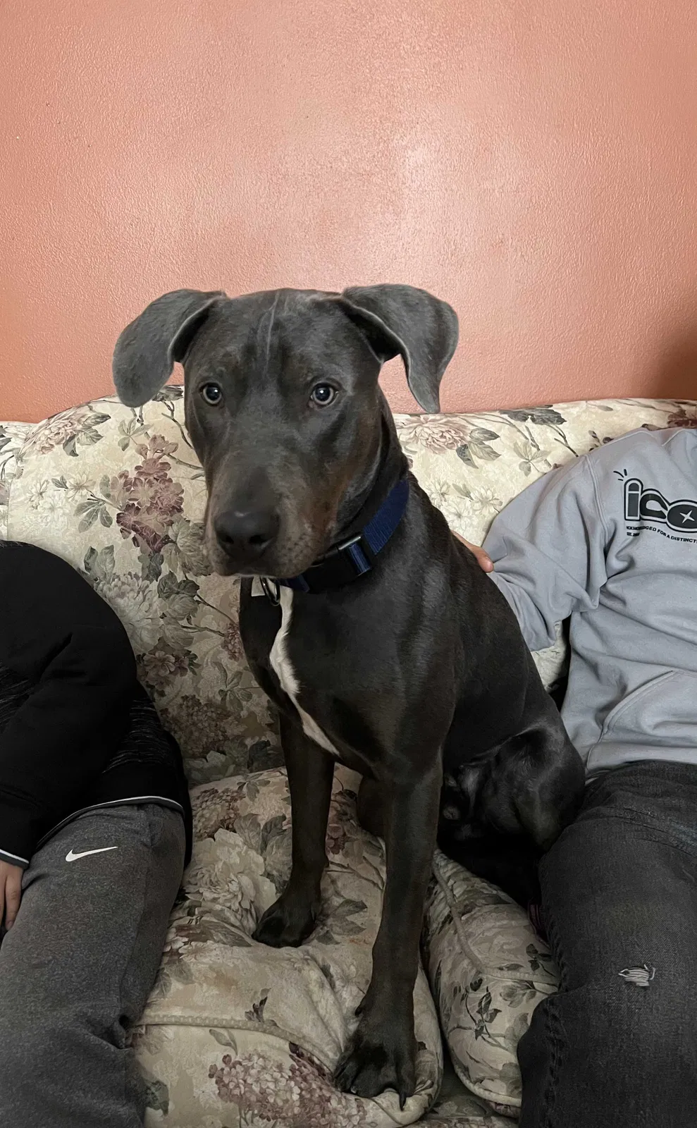 Lost dog in Rockford, IL, 61108