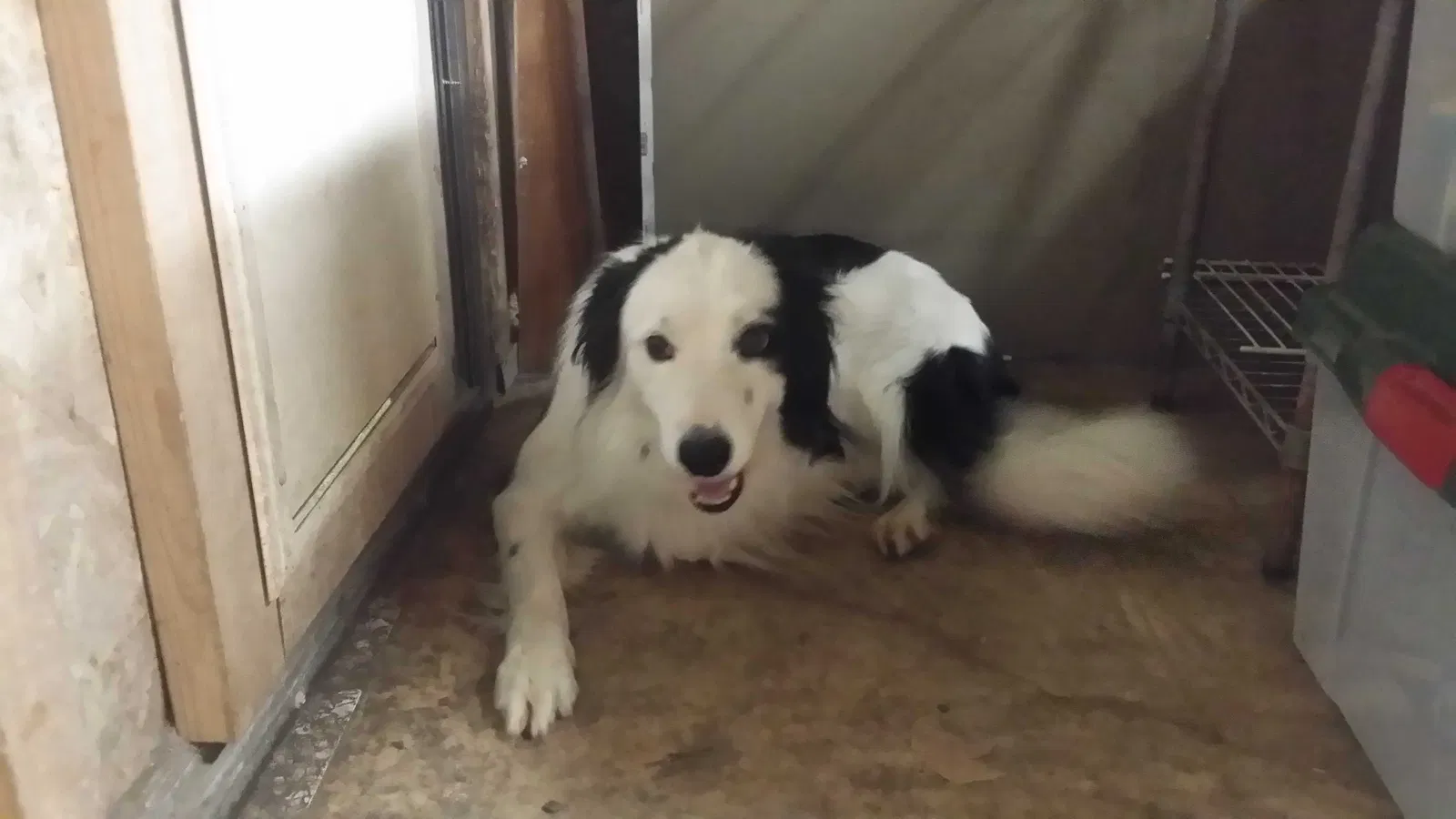 Lost dog in San Antonio, TX, 78227