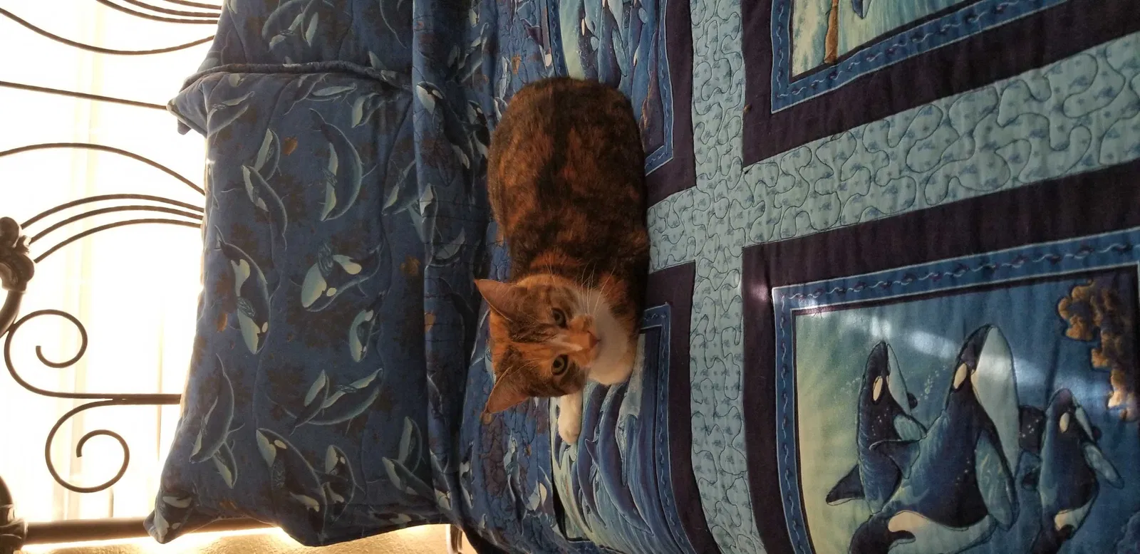 Lost cat in Kissimmee, FL, 34758