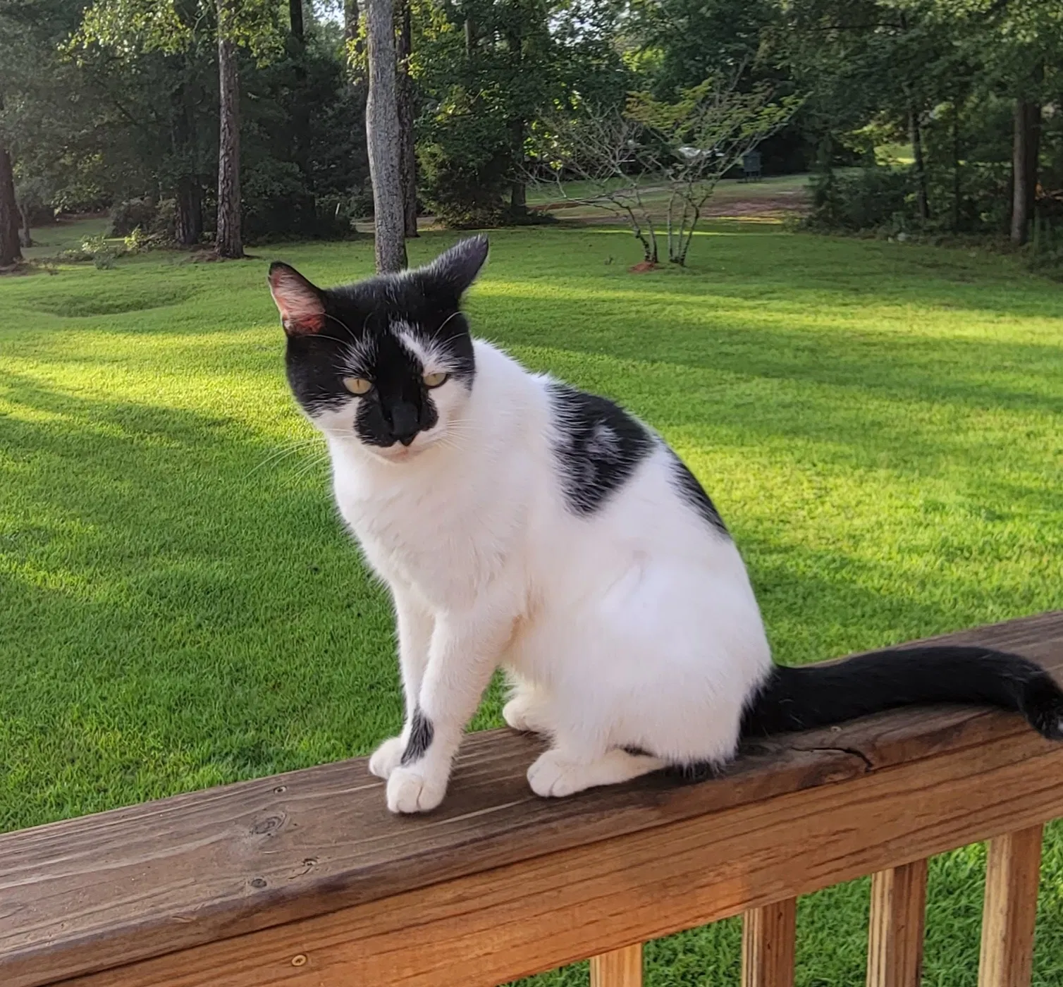 Lost cat in Macon, GA, 31220