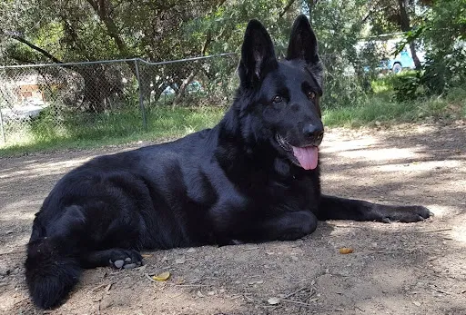 Found dog in New Port Richey, FL, 34654