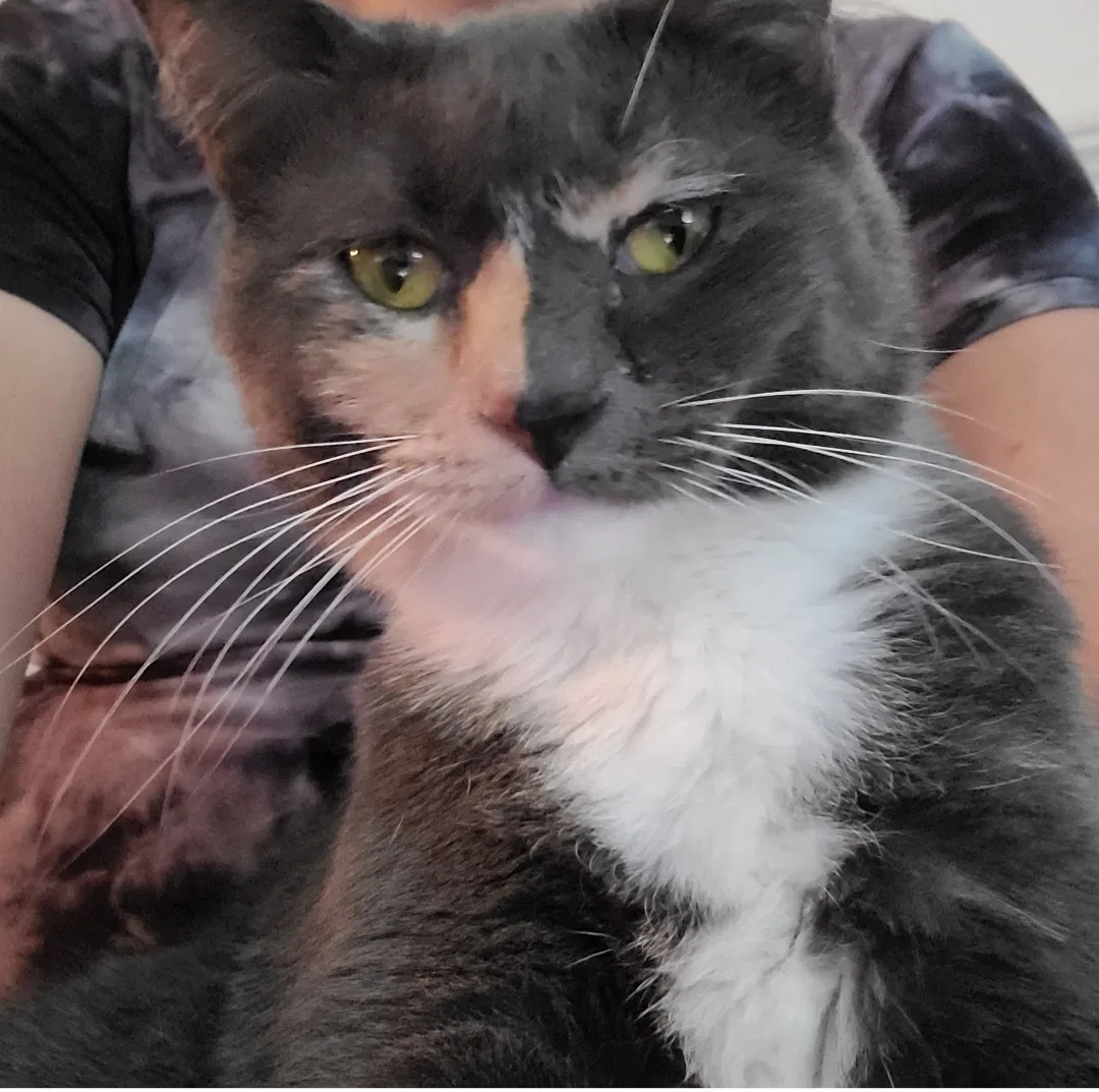 Lost cat in Fort Wayne, IN, 46815