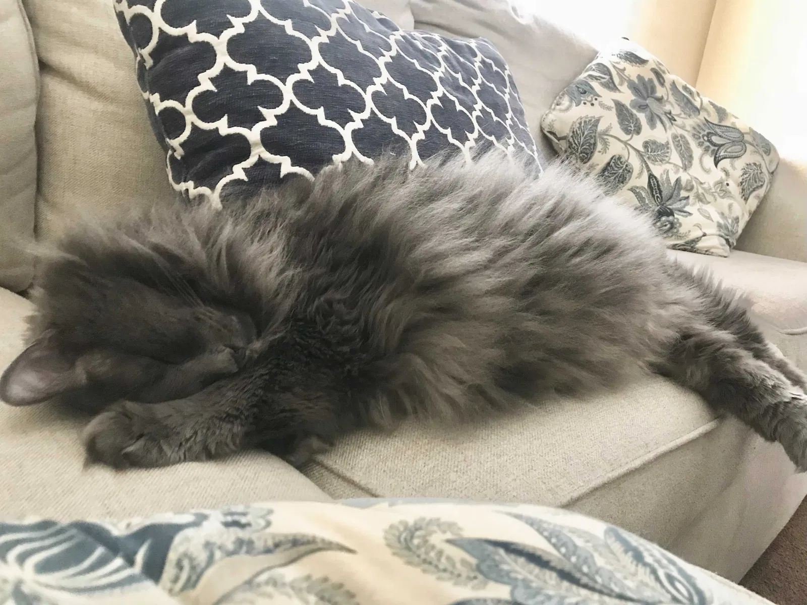 Lost cat in Simpsonville, KY, 40067