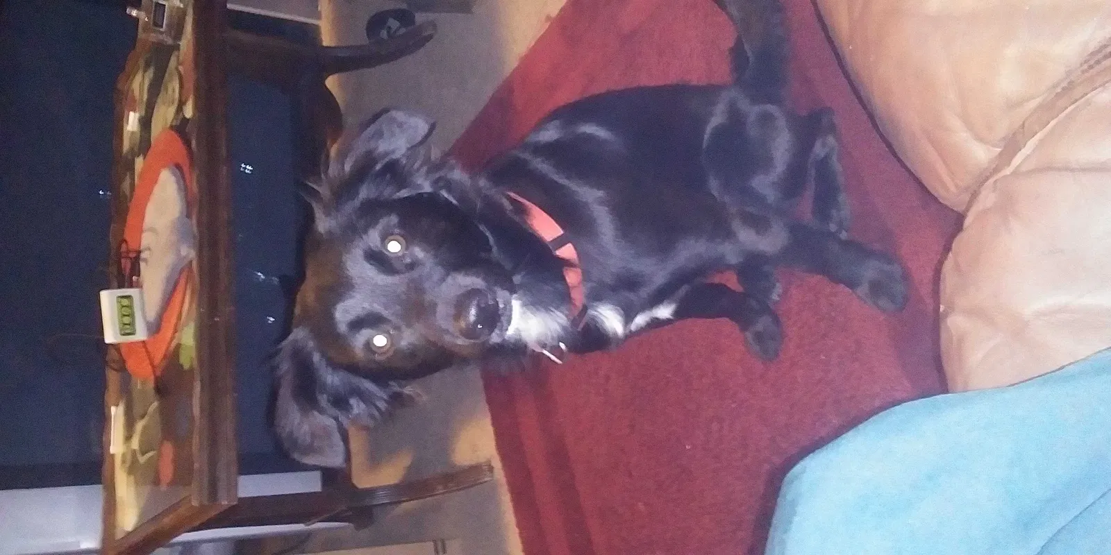 Lost dog in Sacramento, CA, 95826