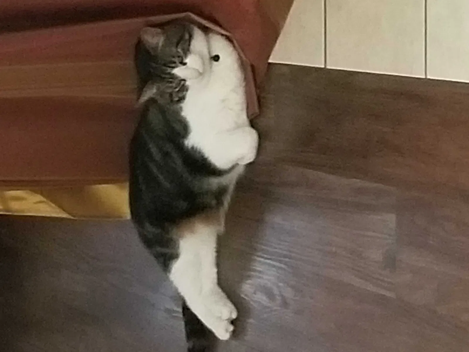 Lost cat in Denton, TX, 76210