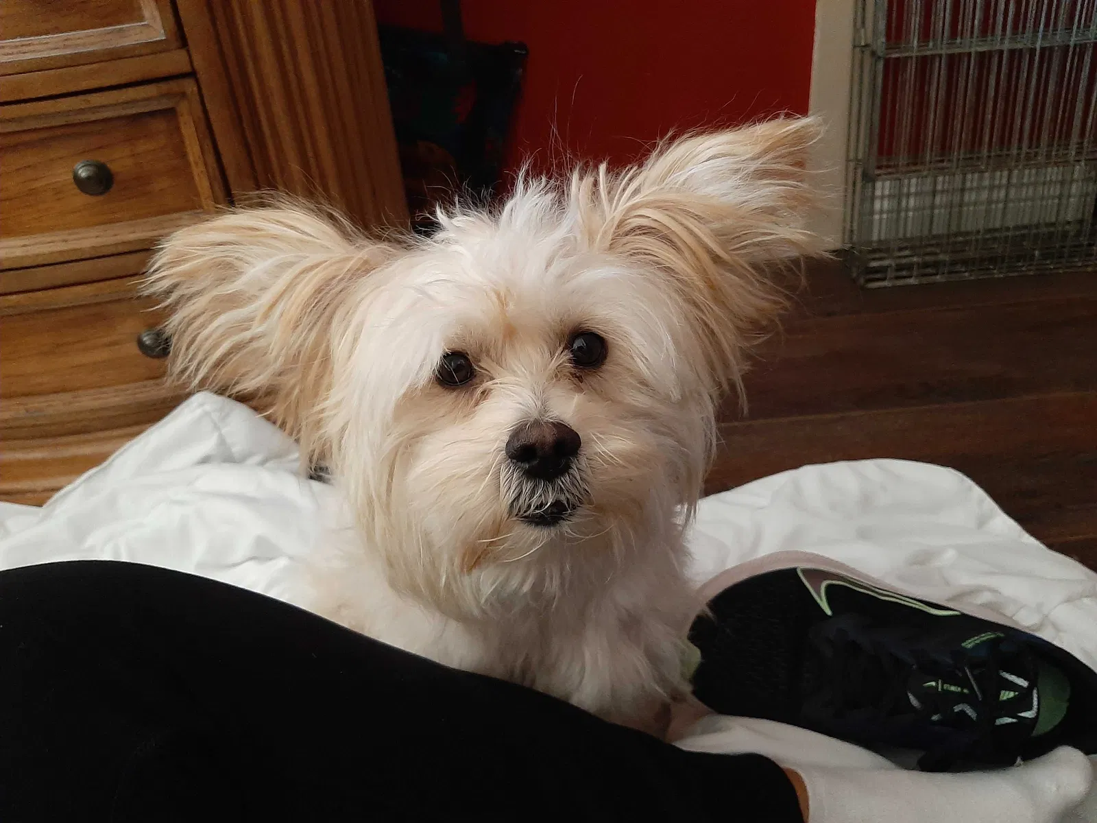 Lost dog in Victorville, CA, 92392
