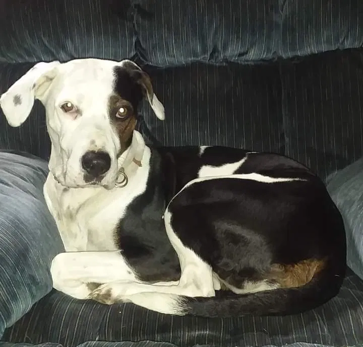 Lost dog in Bassett, VA, 24055