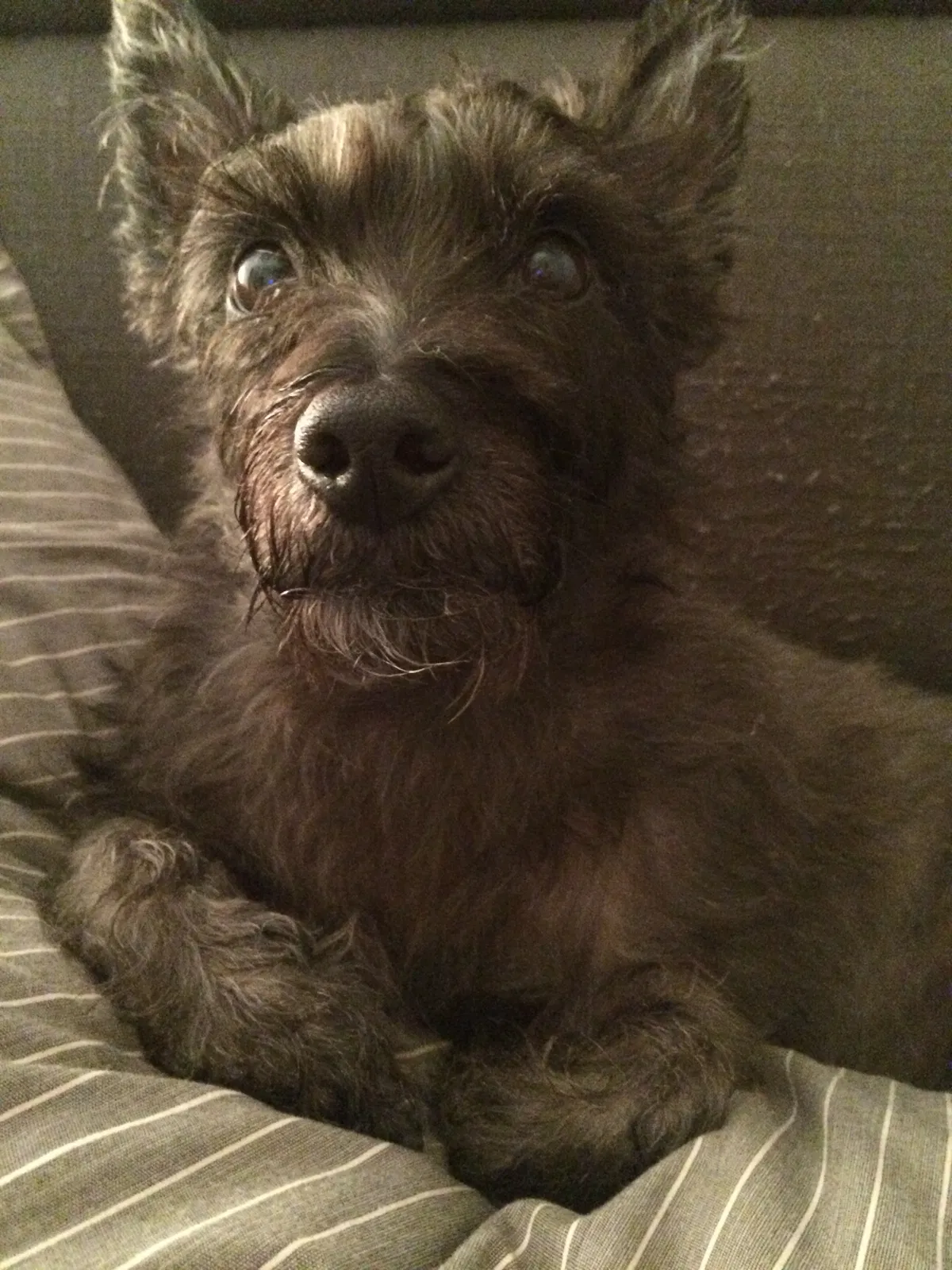 Lost dog in Rockville, MD, 20850