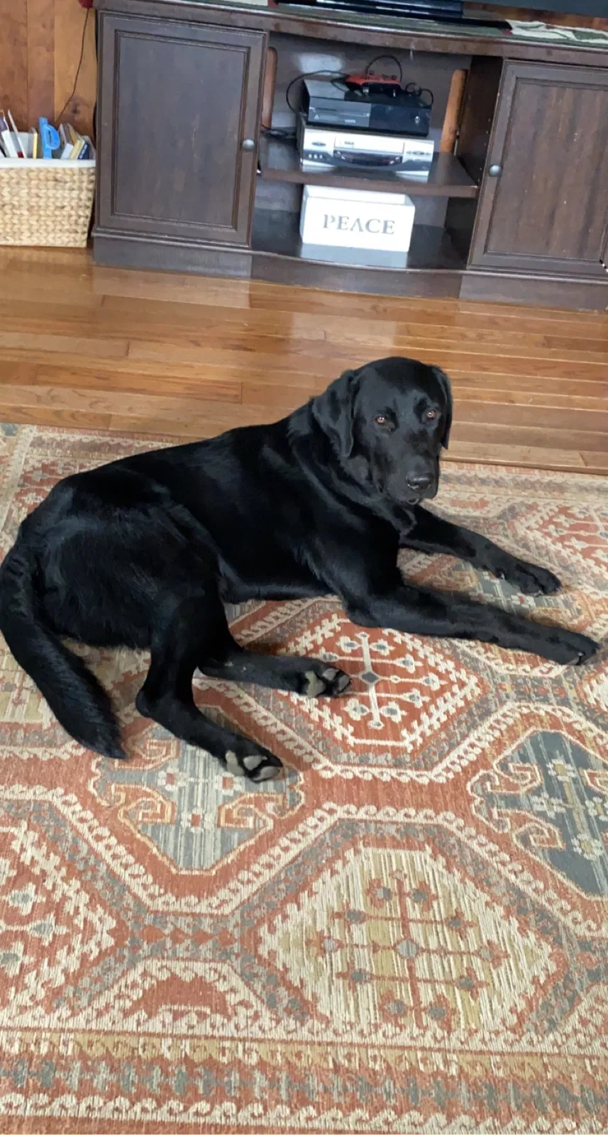 Lost dog in York Springs, PA, 17372