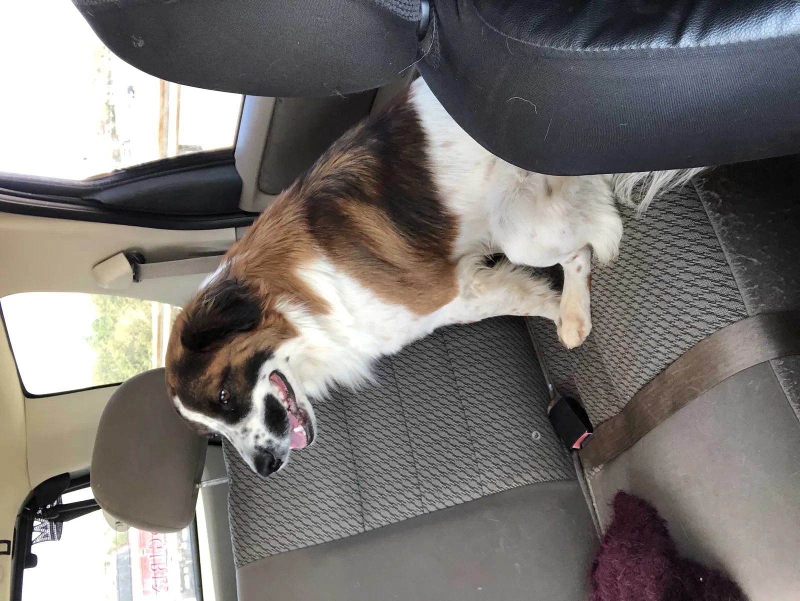 Lost dog in Cleburne, TX, 76031