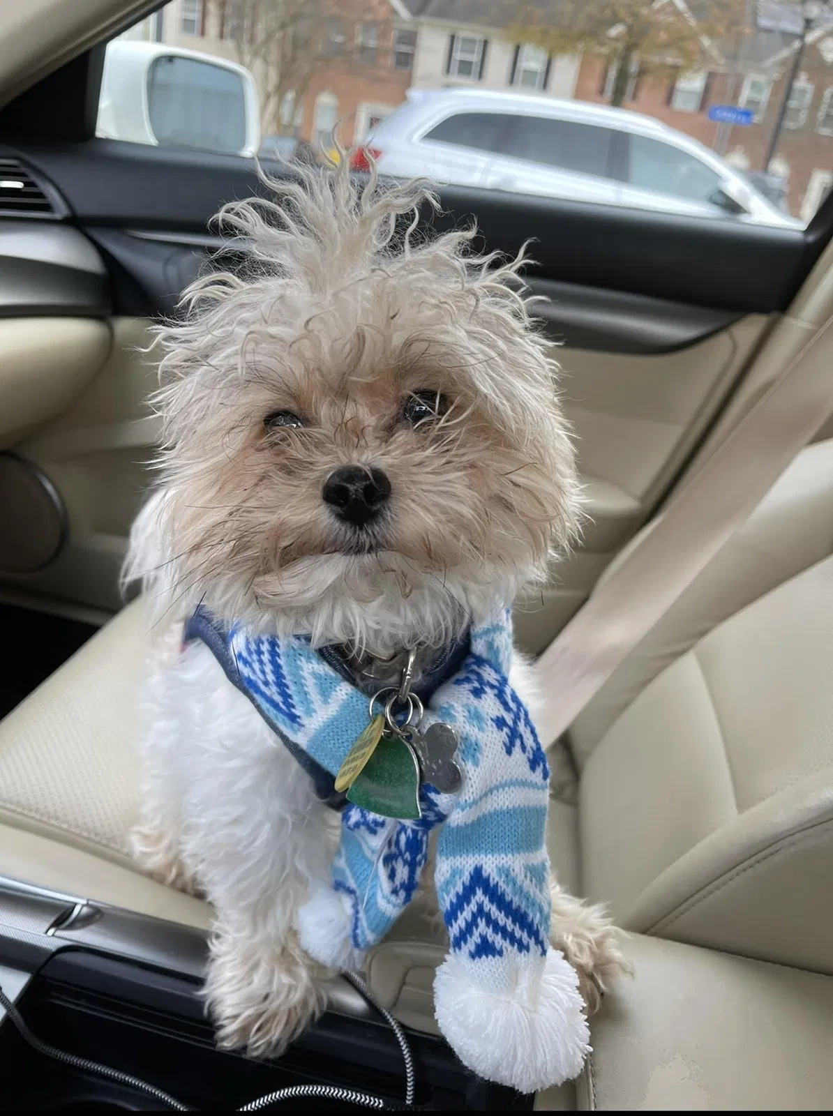 Lost dog in Laurel, MD, 20724