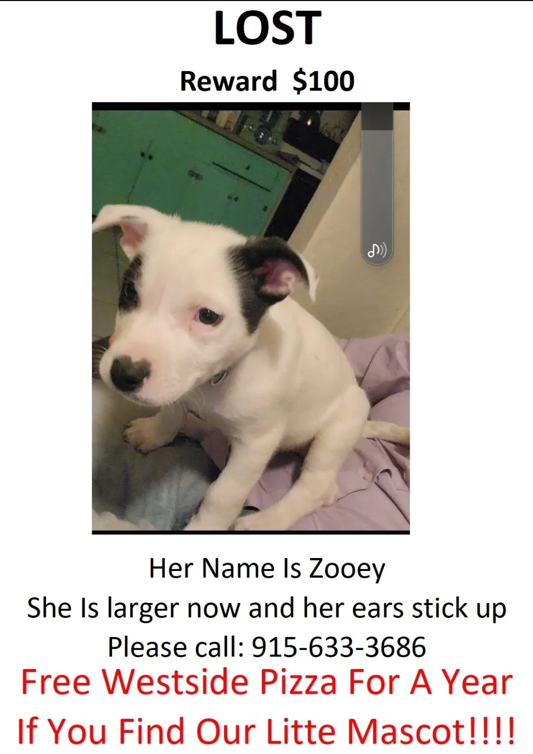 Lost dog in El Paso, TX, 79932