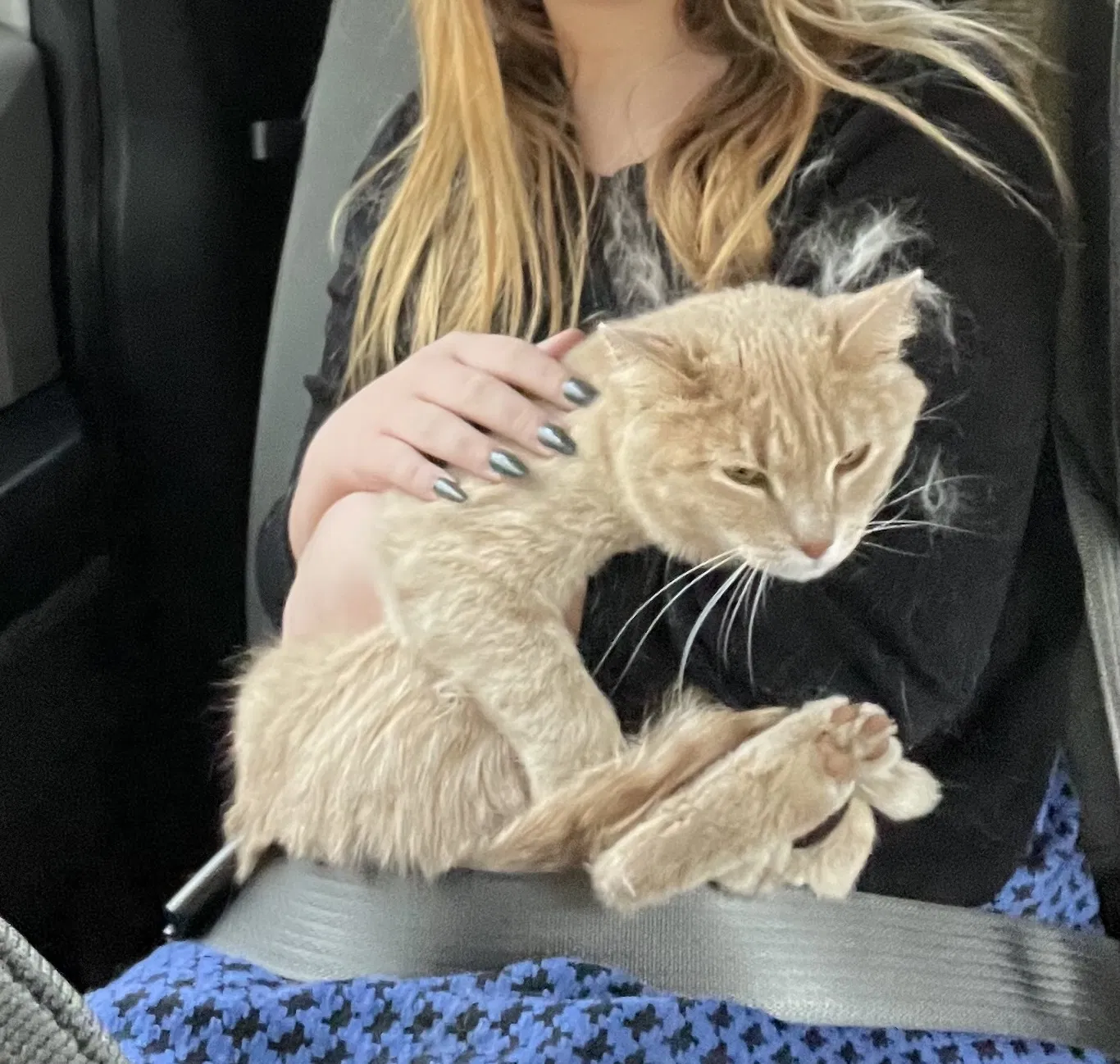 Lost cat in Pueblo, CO, 81001